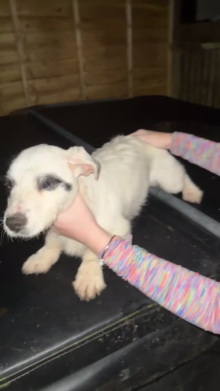 Jack Russell dogs for sale: Jack Russel cross cocker spaniel (mother)  - Video 2