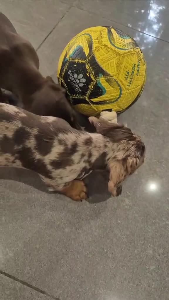 Miniature Dachshund dogs for sale: Kc dachshund babies ready next week - Video 3