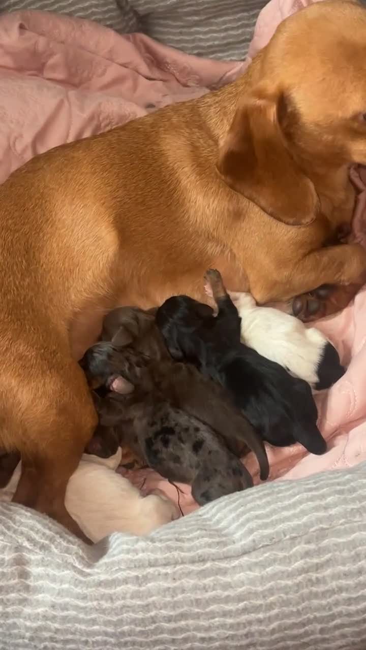 Miniature Dachshund dogs for sale: Miniature Dachshund puppies in Warrington - Video 4
