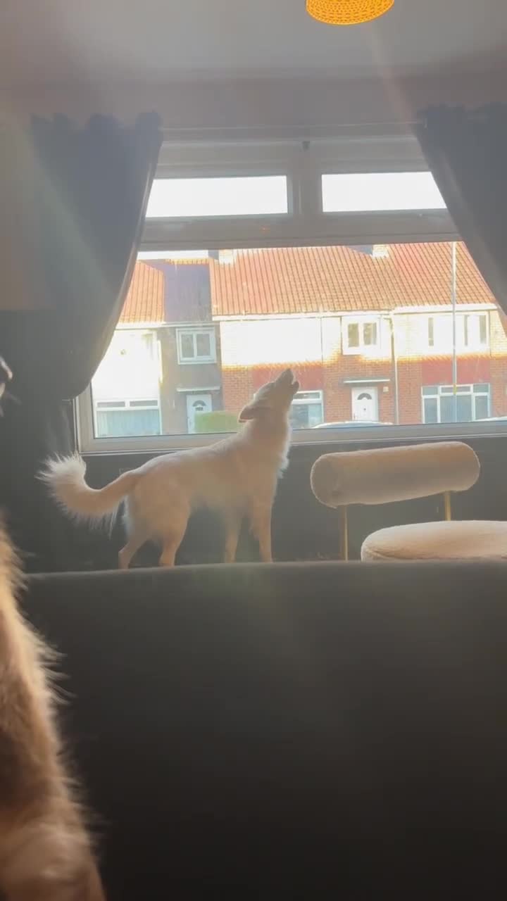 German Shepherd dogs for stud: Bolt White German Shepherd for stud in Middlesbrough - Video 1