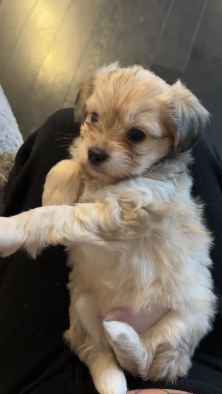 Mixed Breed dogs for sale: Stunning Maltese x JackChi puppies for sale - Video 1