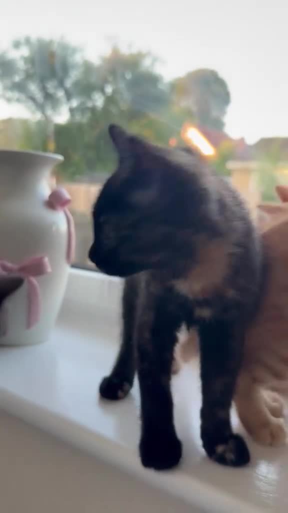 Mixed Breed cats for sale: Tortoise Female Kitten  - Video 2