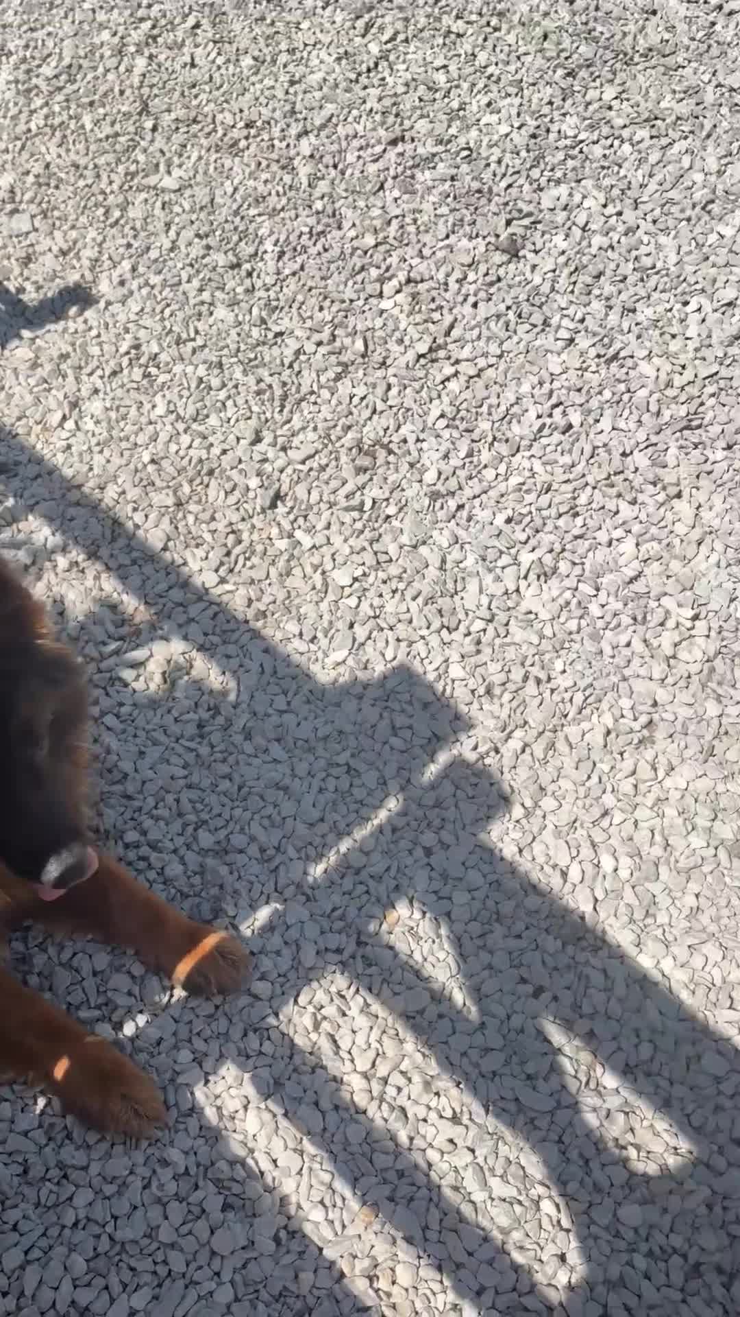 German Shepherd dogs for sale: German shepherd bitch for sale  - Video 1