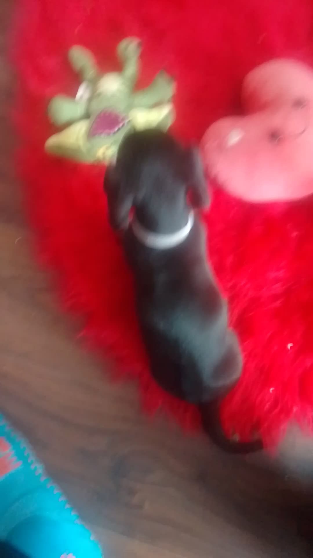 Dachshund dogs for sale:   Dachshund girl puppy looking for new family.🐶 - Video 1