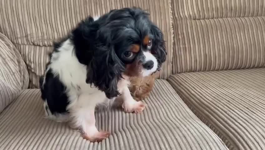 Cavapoo dogs for sale: Cavapoo (Girl) - Video 3
