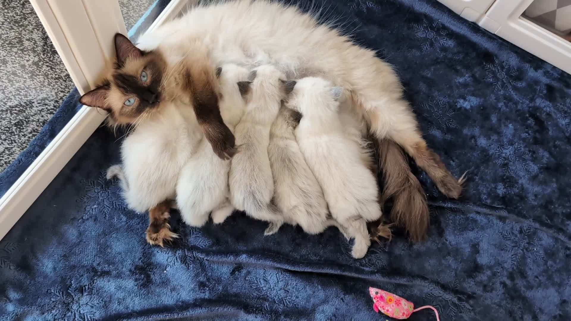 Ragdoll cats for sale: Beautiful Ragdoll Kittens  - Video 1