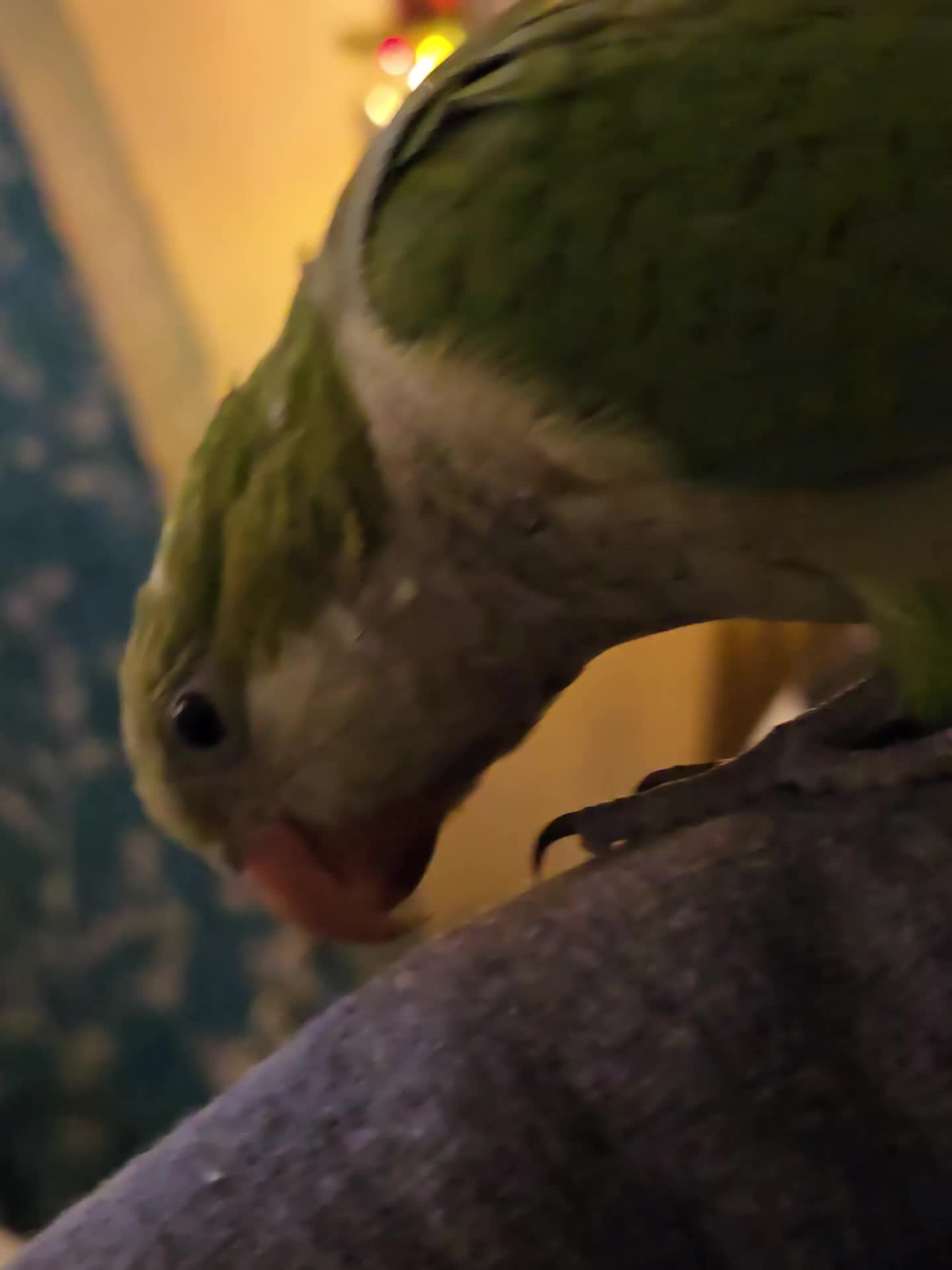 Cockatiels birds for sale: 2 quakers 250 each or pair for 400 - Video 1