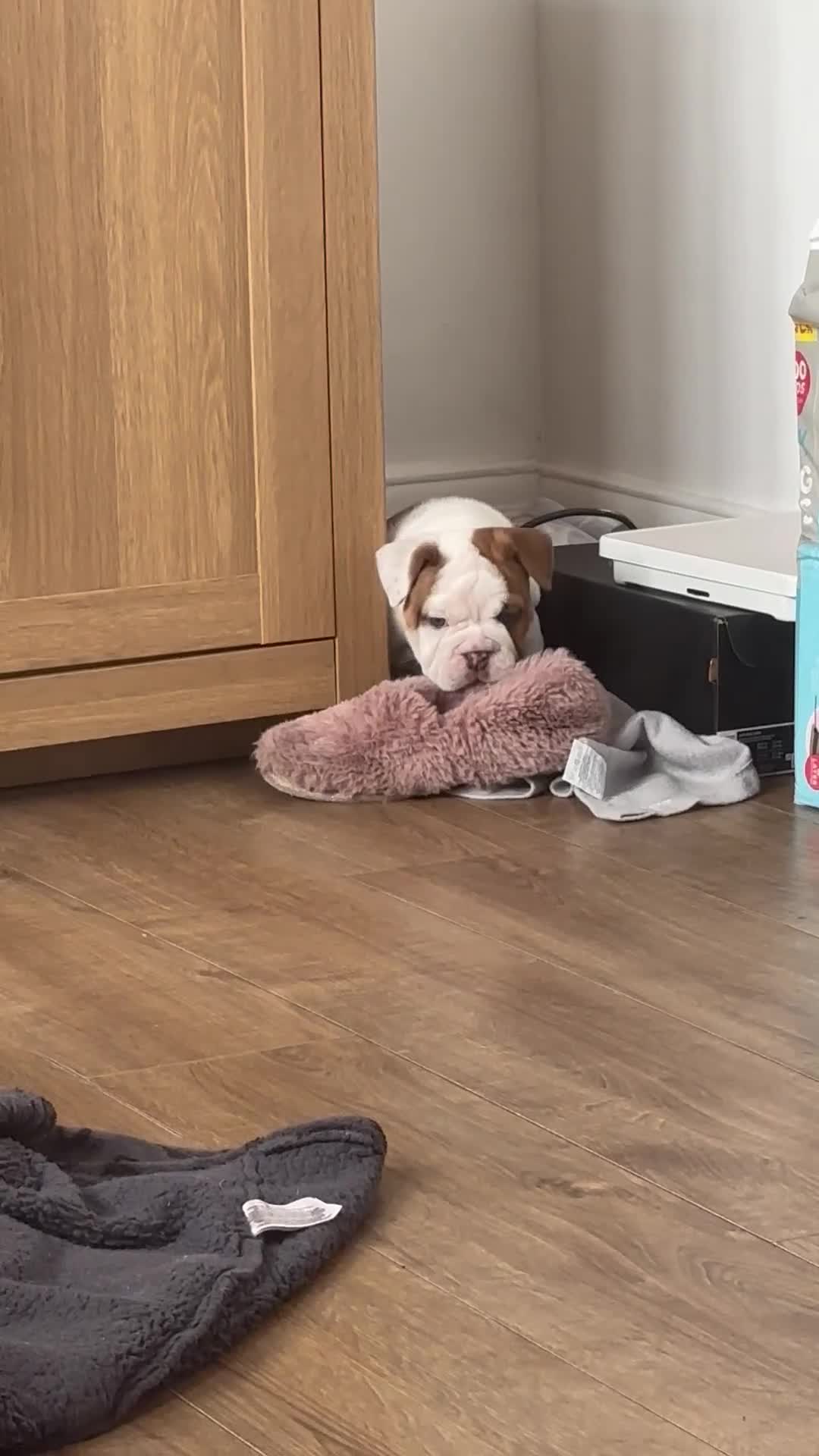 English Bulldog dogs for sale: KC girls  - Video 2