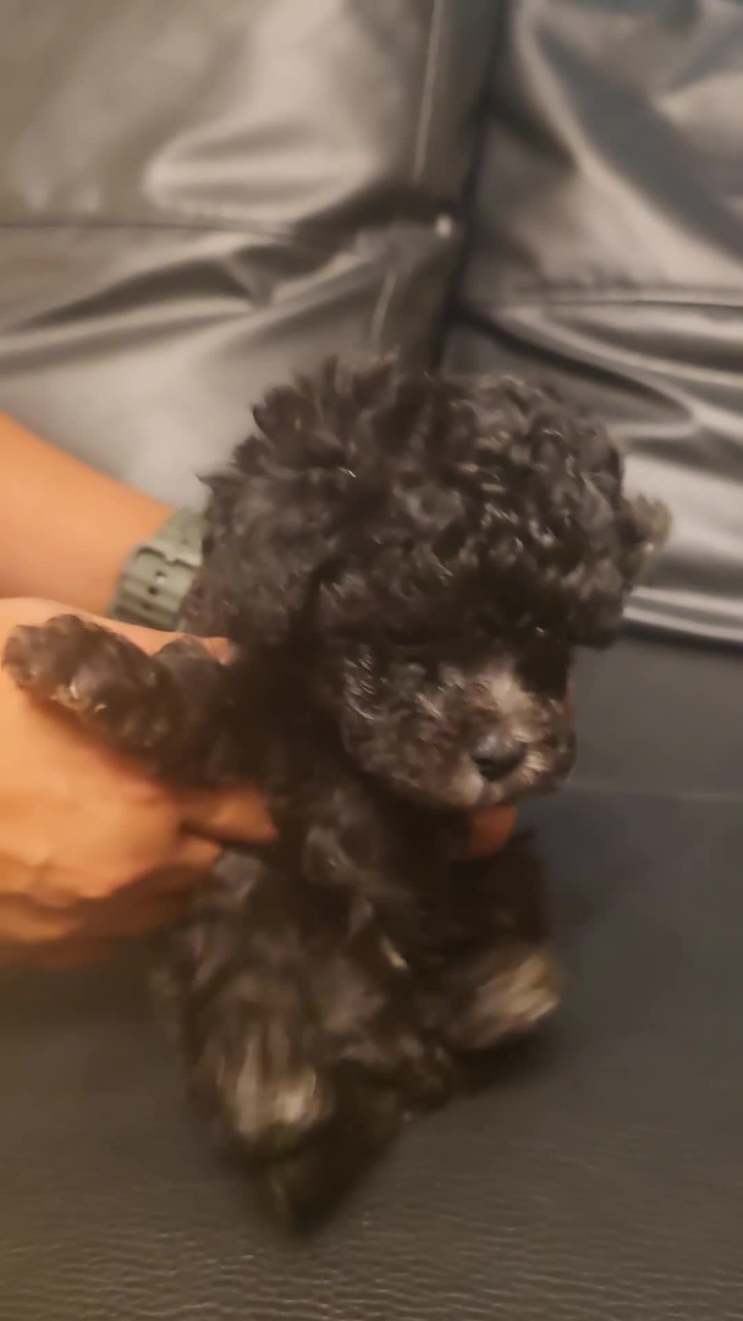 Chipoo dogs for sale: 🐾 Beautiful Chipoo × Micro Asian Poodle Puppies🐾 - Video 3