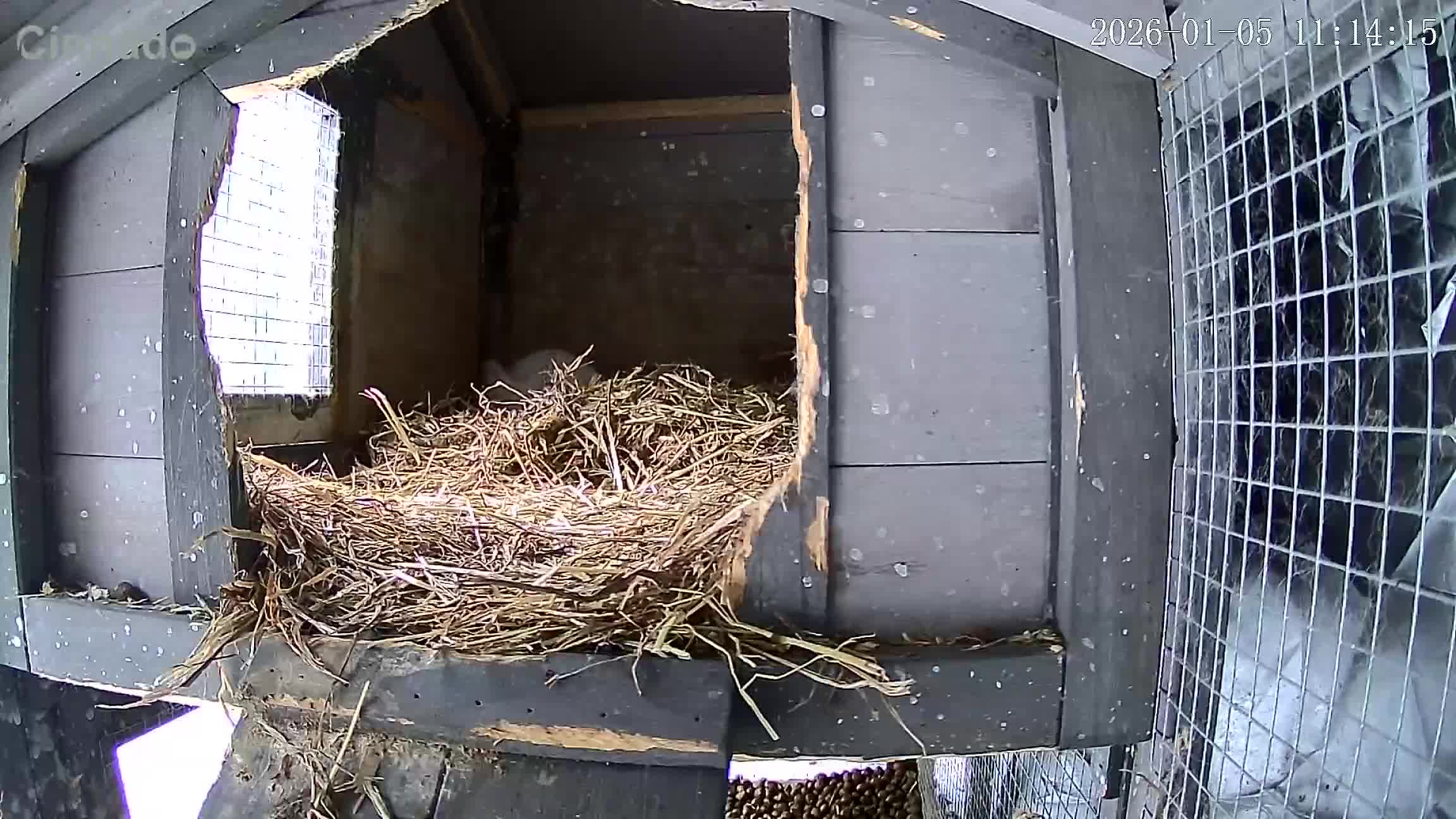 Mixed Breed rabbits for sale: Mini lop cross Dutch bunnies  - Video 2