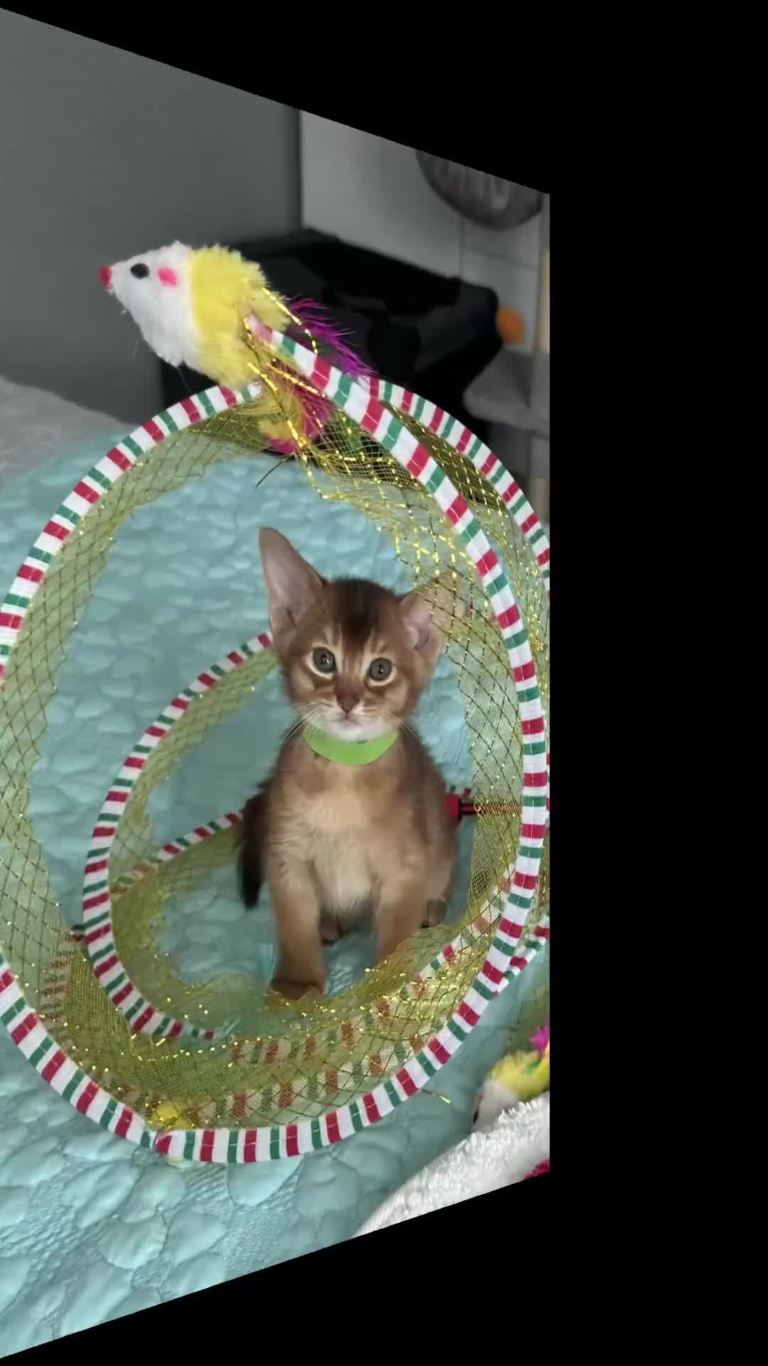 Abyssinian cats for sale: Abyssinian kittens 🌟😻🌟 - Video 1