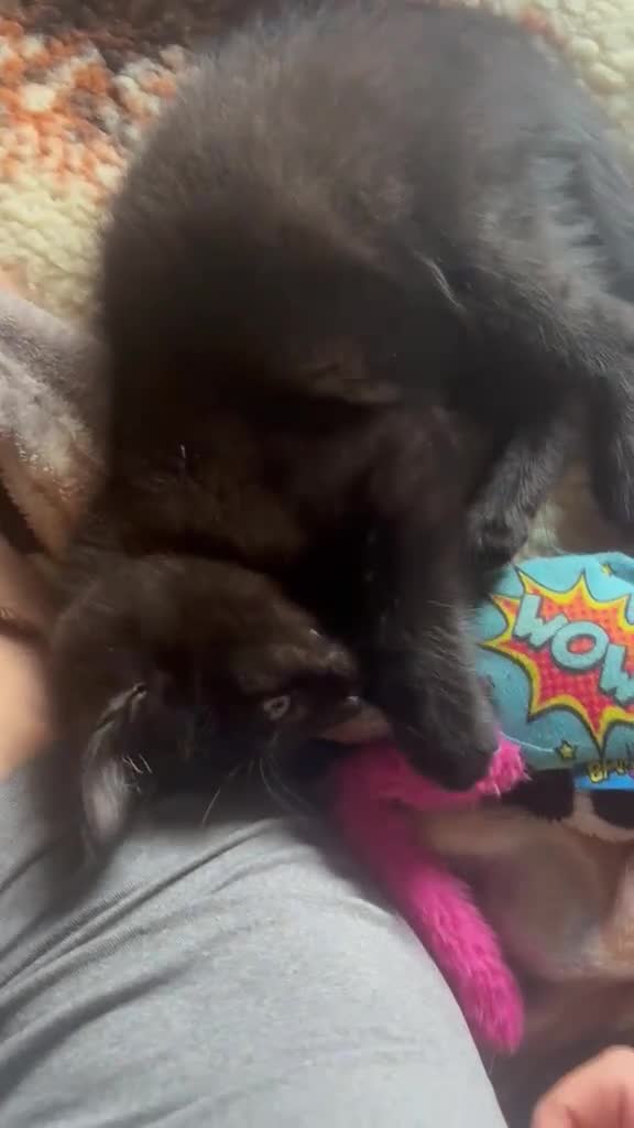 Mixed Breed cats for sale: 9 weeks old baby boy kitten - Video 2