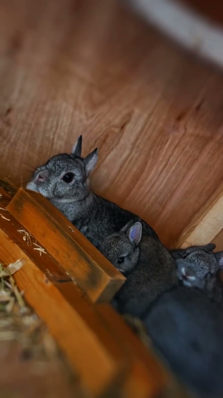 Netherland Dwarf rabbits for sale: 🐰 PUREBRED CHINCHILLA NETHERLAND DWARF BUCKS🐰 - Video 1