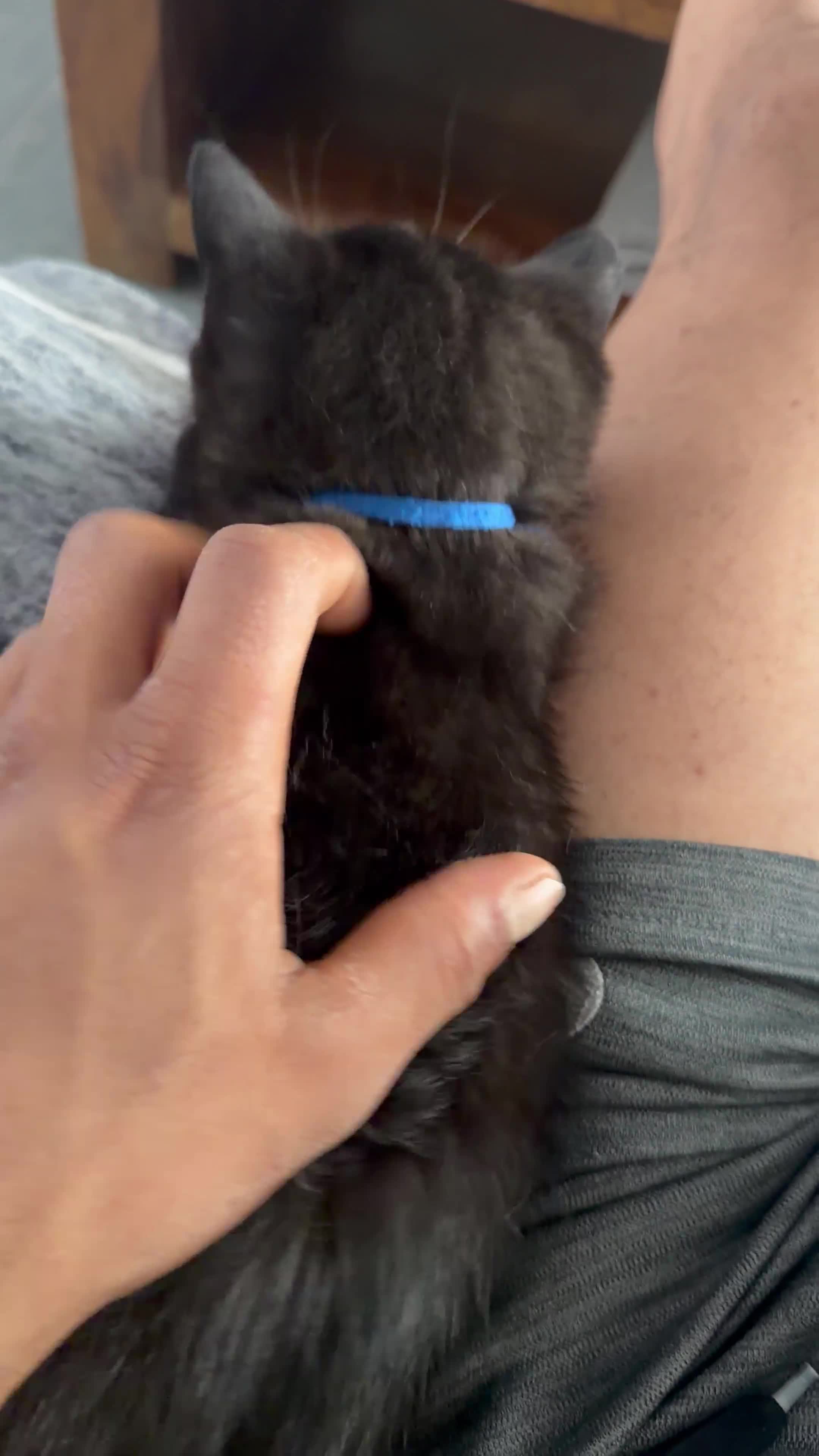 British Shorthair cats for sale: Pedigree registered cuddly handbags. All 3 love 👏 - Video 1