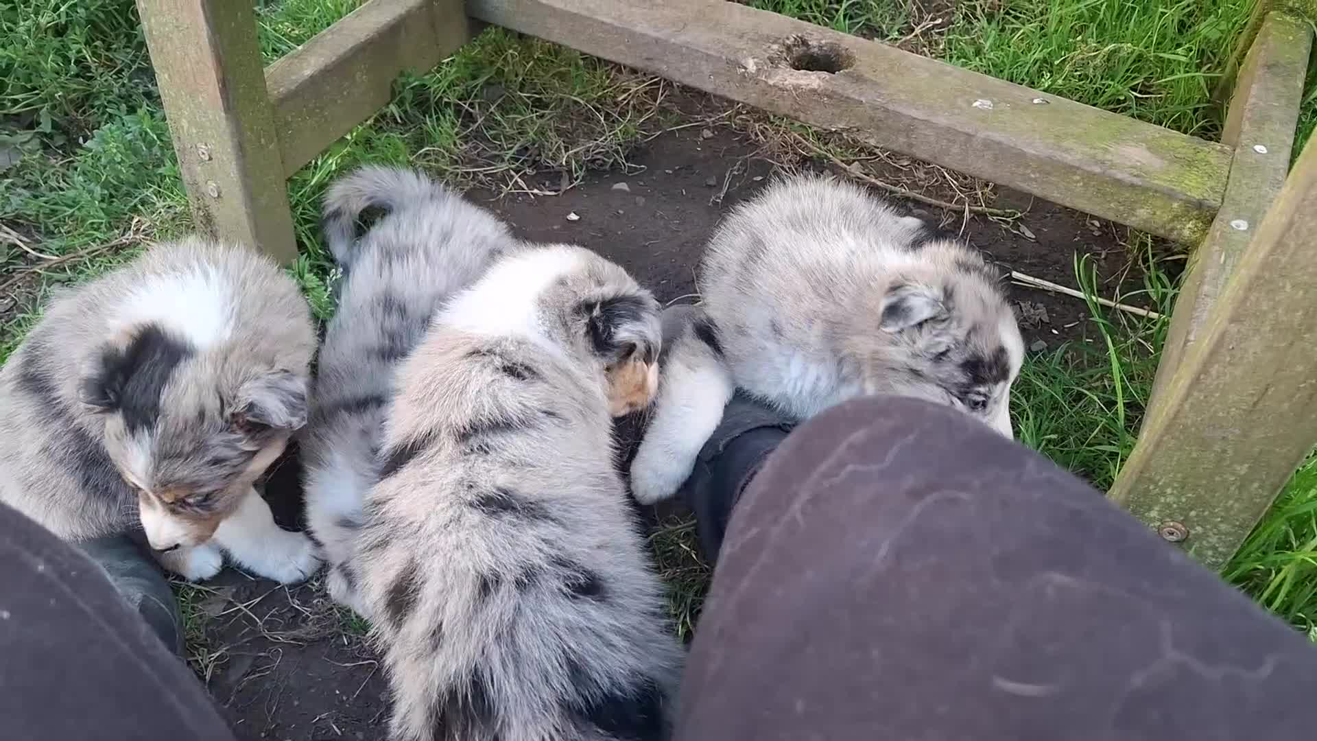 Border Collie dogs for sale: Border Collie sheepdog pups  - Video 1