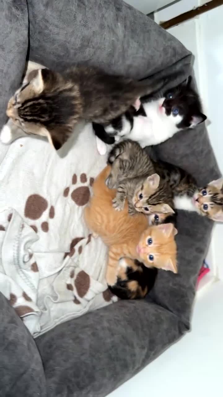 Mixed Breed cats for sale: 6 adorable kittens - Video 1