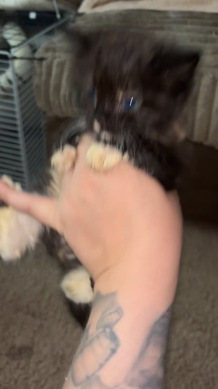 Mixed Breed cats for sale: Ready now!! - Video 1