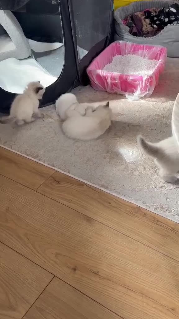 Ragdoll cats for sale: Healthy ragdoll kittens in Auchterarder - Video 1