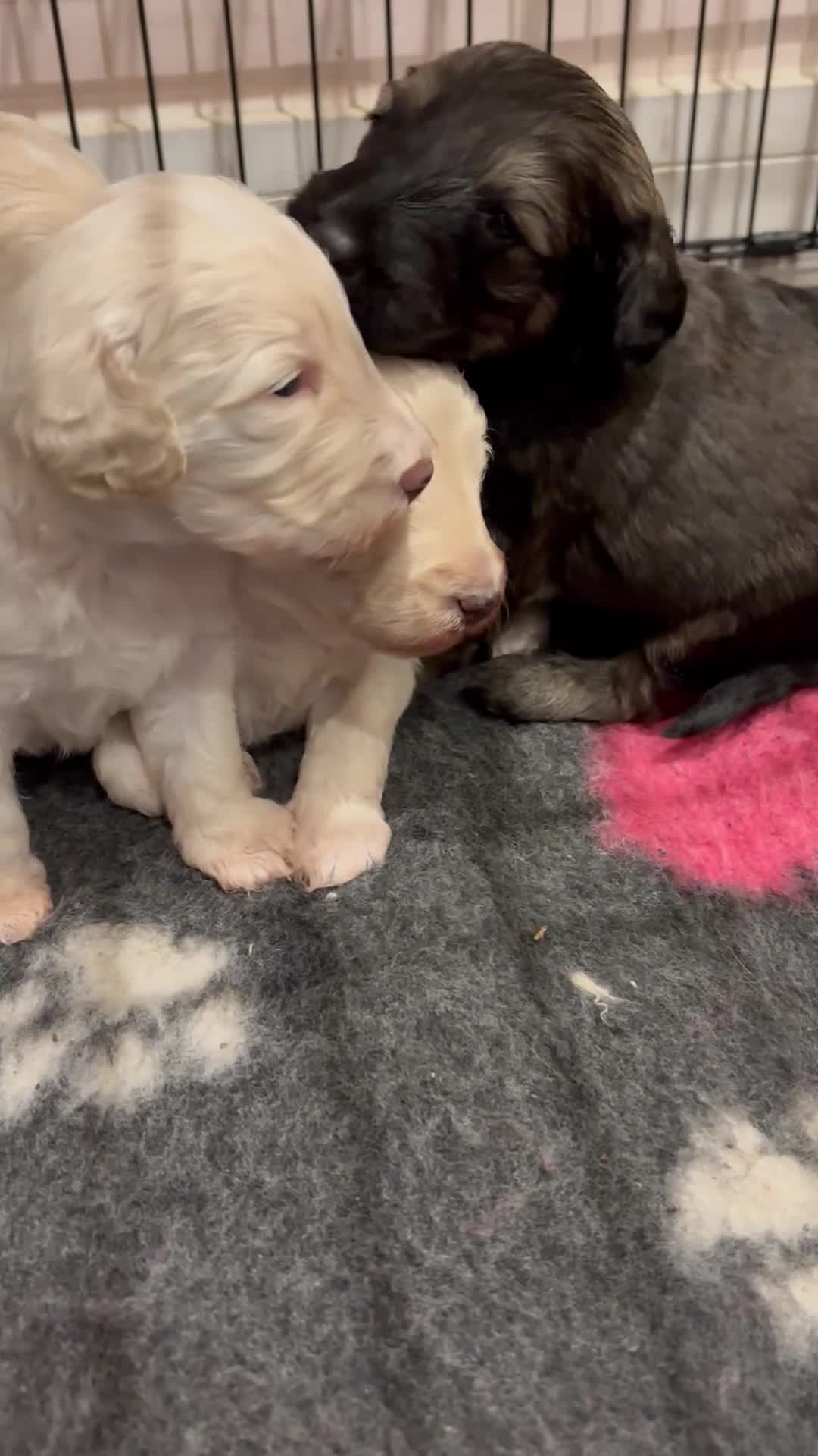 Schnoodle dogs for sale: Gorgeous schnoodle puppies  - Video 3