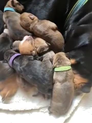 Mixed Breed dogs for sale: Rottweiler  ** taffy puppies - Video 2