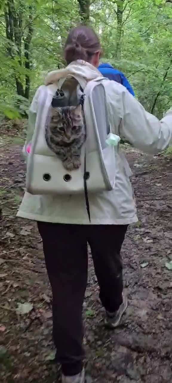 Maine Coon cats for sale: Maincoon cross domestic long hair, 11 months old - Video 4