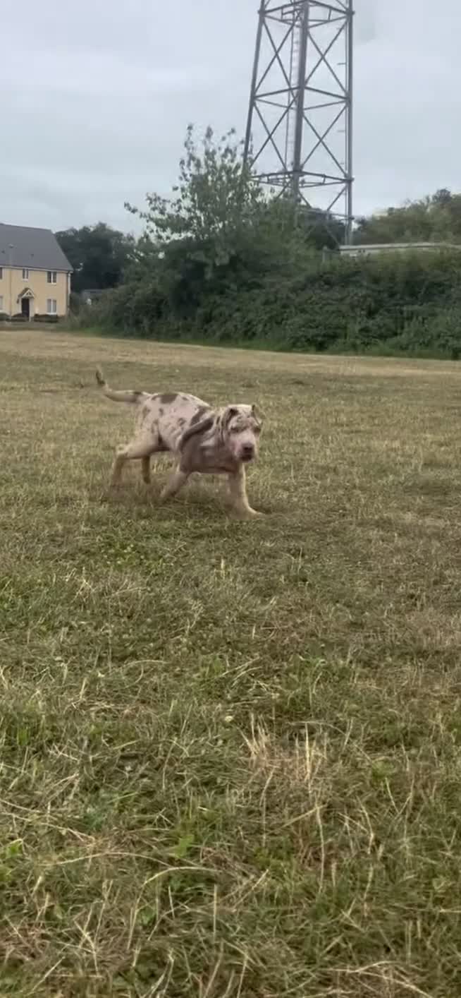 Mixed Breed dogs for sale: American bully x Shar pei  - Video 1