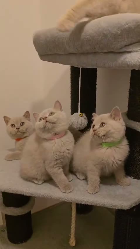 British Shorthair cats for sale: Gorgeous British Shorthair Kittens TICA Registered - Video 2