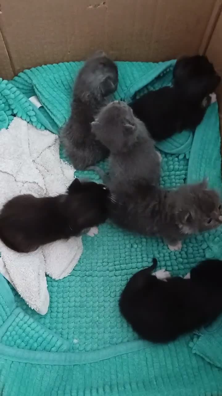 Mixed Breed cats for sale: Ragdoll mum and British short blue dad in Great Yarmouth - Video 1