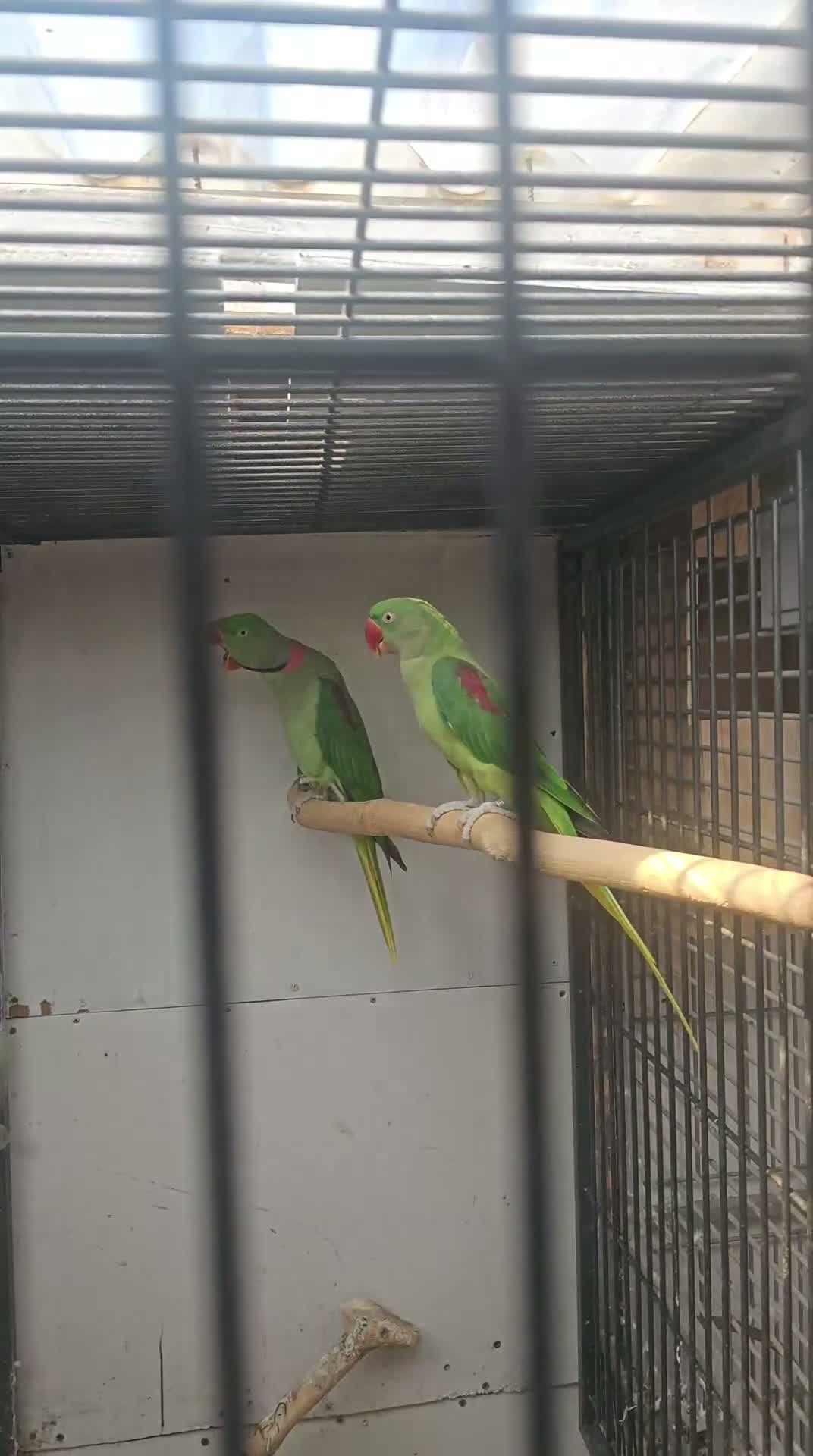 Mixed Breed birds for sale: Alexandraine  - Video 1