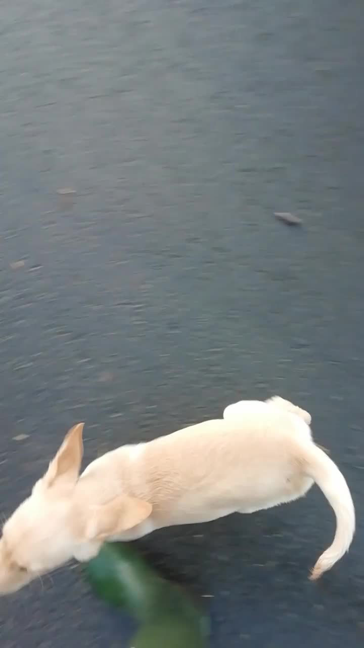 Labrador Retriever dogs for sale: Gorgeous KC Registered Labrador Pups - Video 1