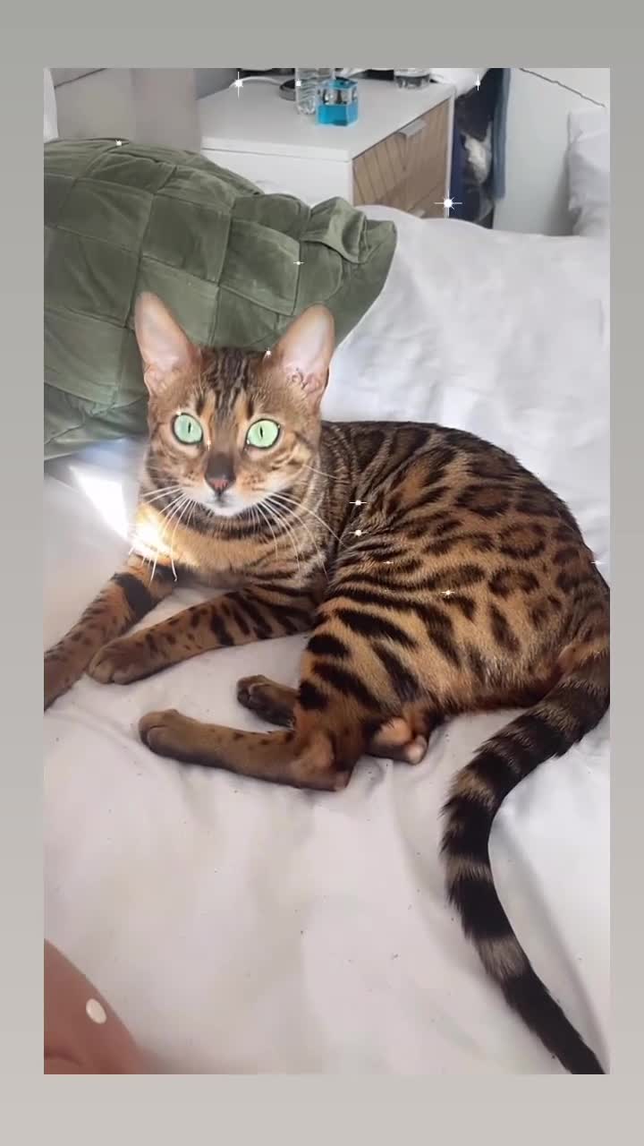 Bengal cats for sale: Beautiful Bengal female  - Video 1
