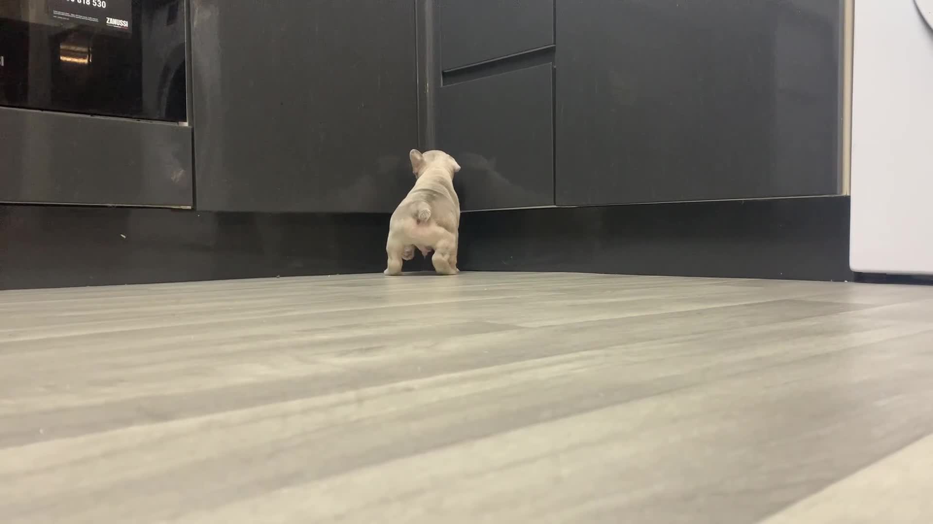 French Bulldog dogs for sale: French bulldog puppies with lilac and merle  - Video 4
