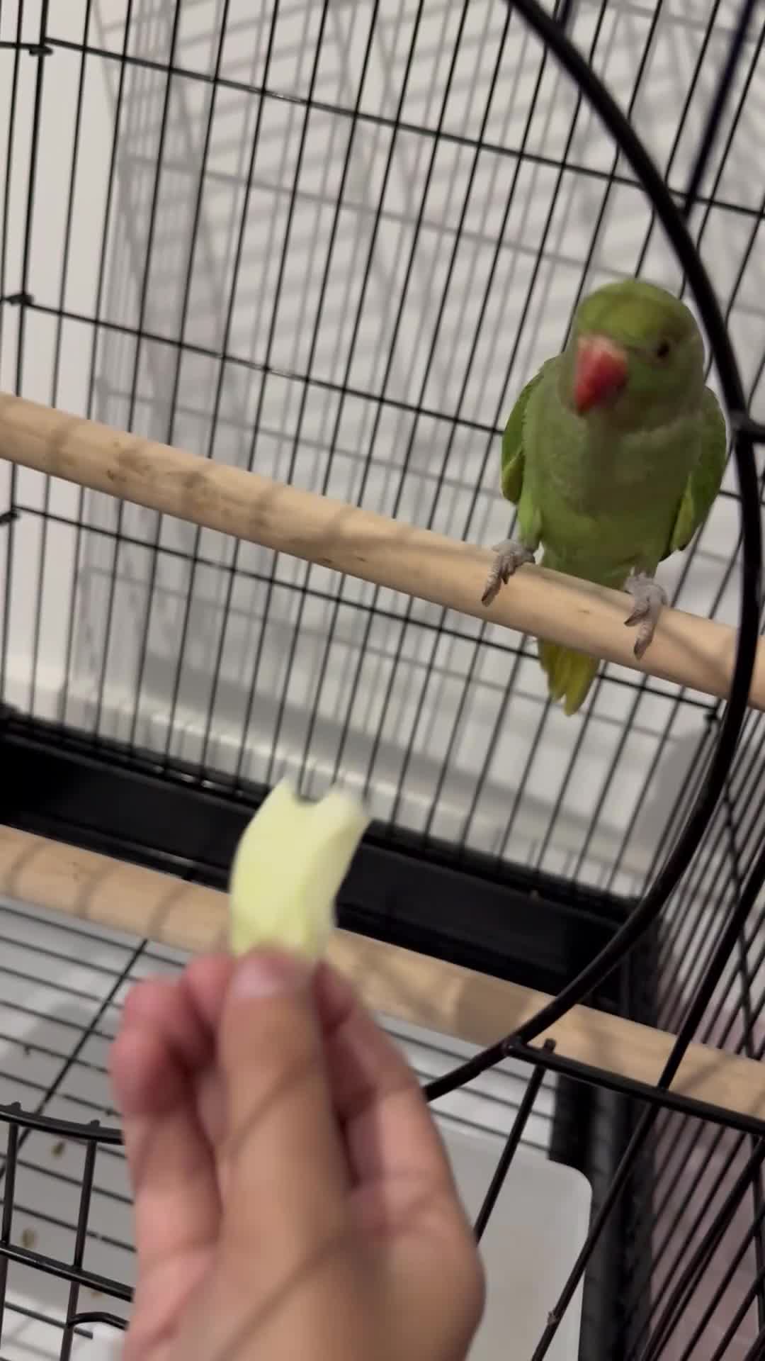 Ringnecks birds for sale: Indian Ringneck young/ baby talking - Video 1