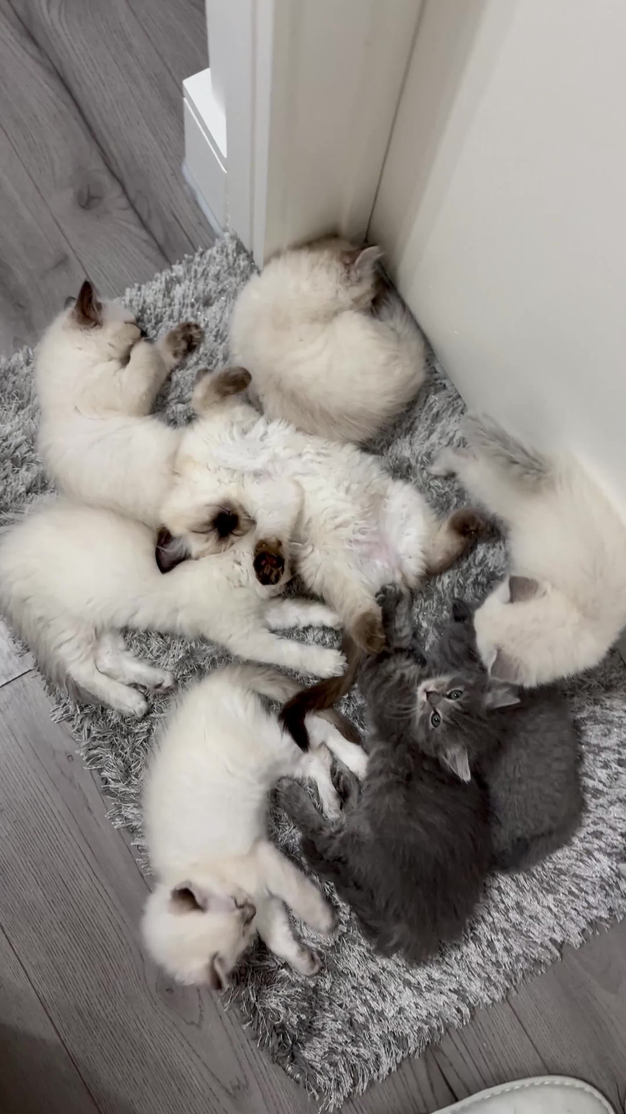 Ragdoll cats for sale: Pure healthy 6 Ragdolls kittens - Video 2