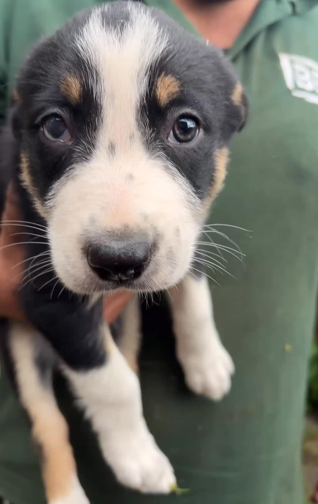 Border Collie dogs for sale: Tri coloured border collie pups  - Video 3