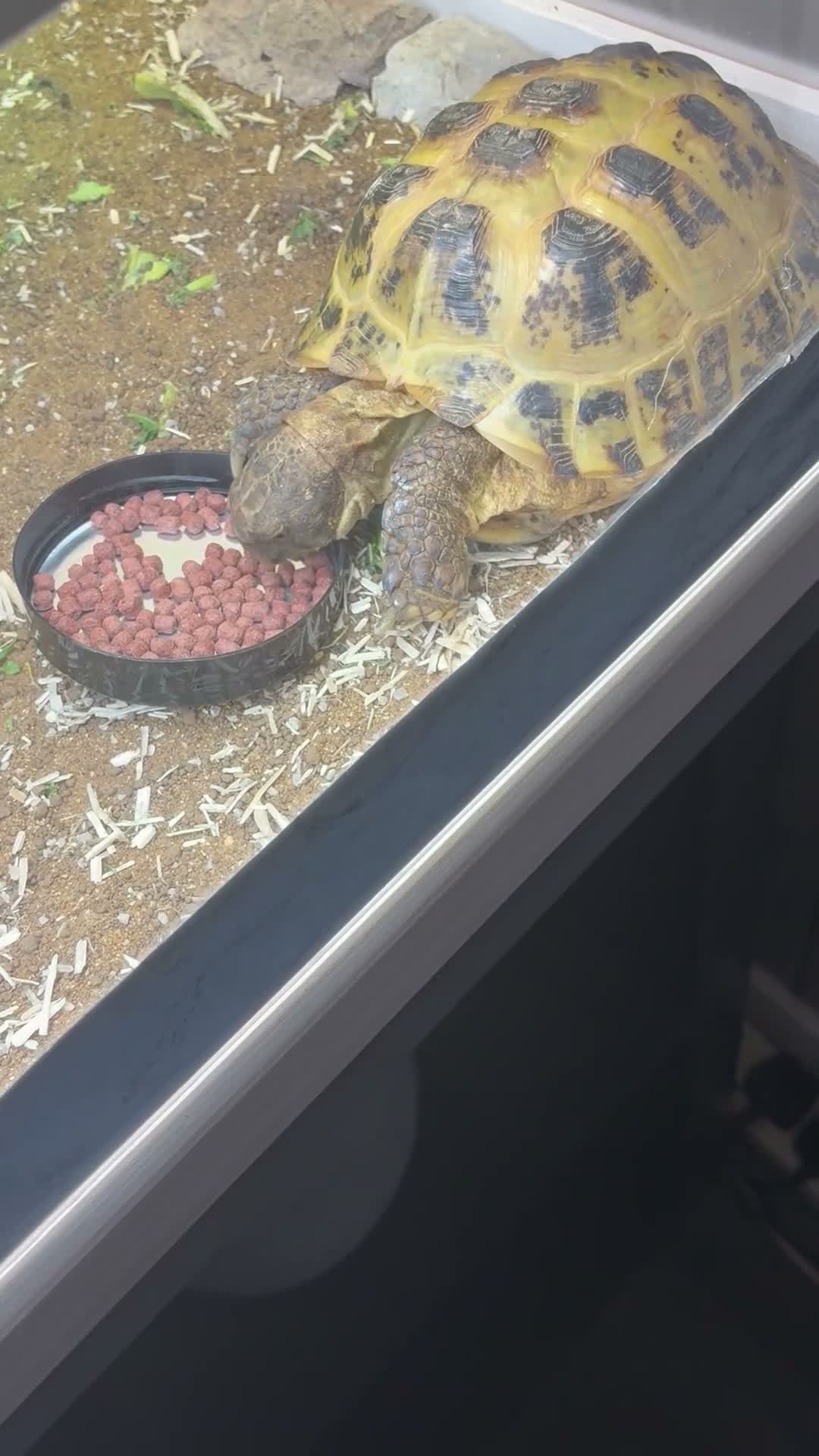 Hermann Tortoise reptiles for sale: Horsefield tortoise  - Video 2