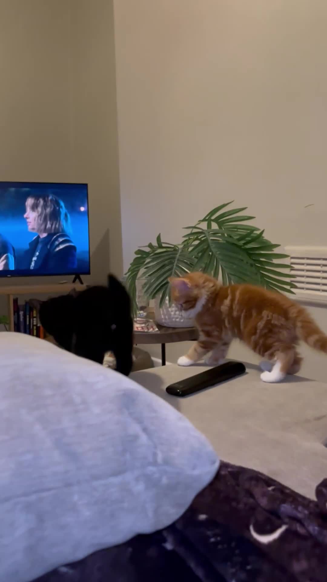 Mixed Breed cats for sale: 2 kittens for sale  - Video 1