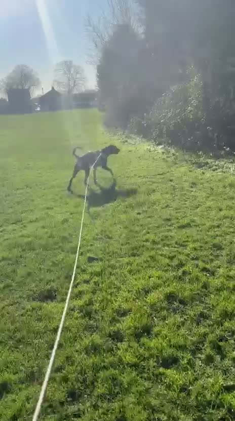 Mixed Breed dogs for sale: Belgain Malinois x Cane Corso  in Chesterfield - Video 1