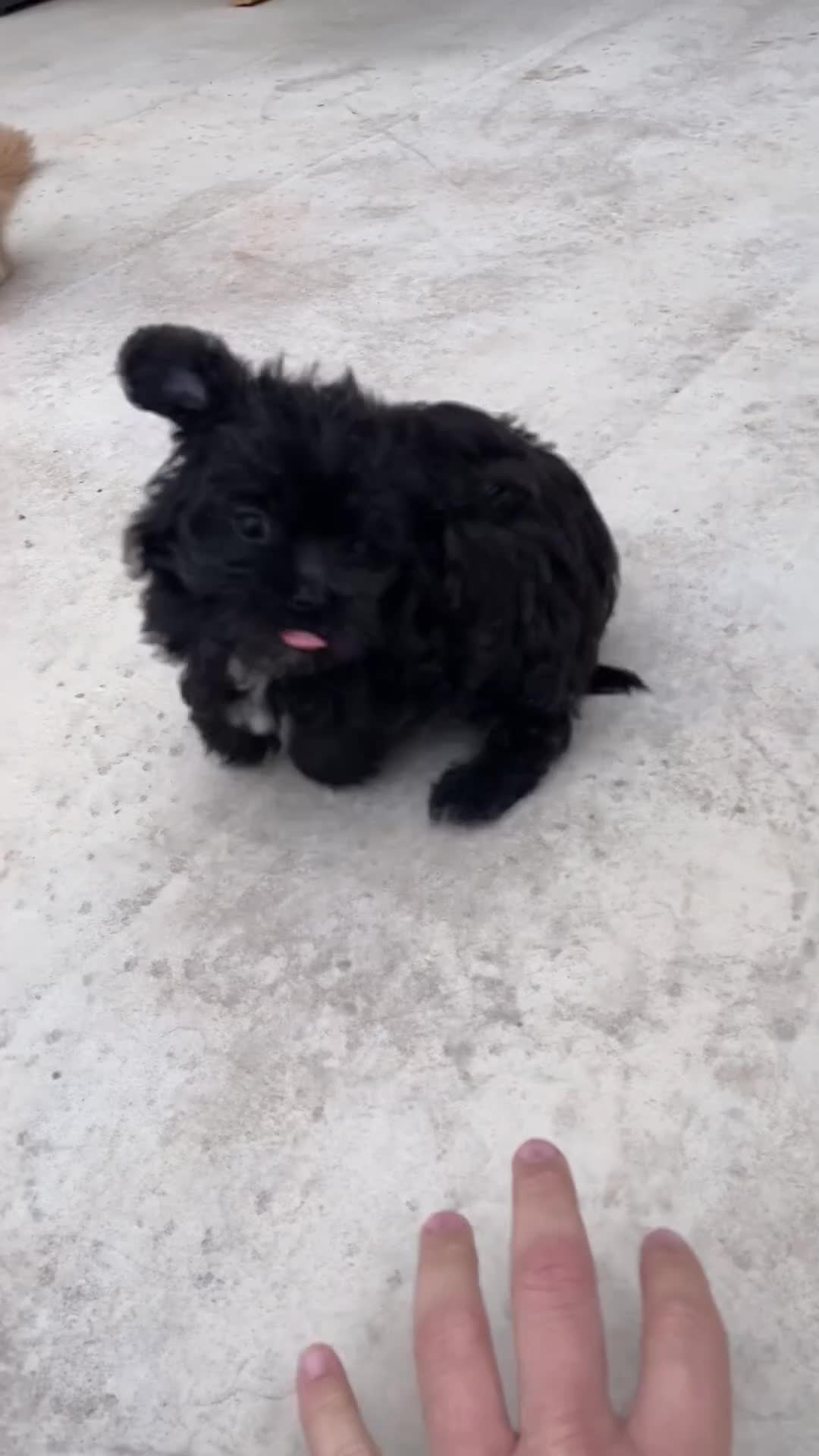 Maltipoo dogs for sale: Ready Now-Stunning Maltipoo Puppies⭐️DNA Tested ⭐️ - Video 1