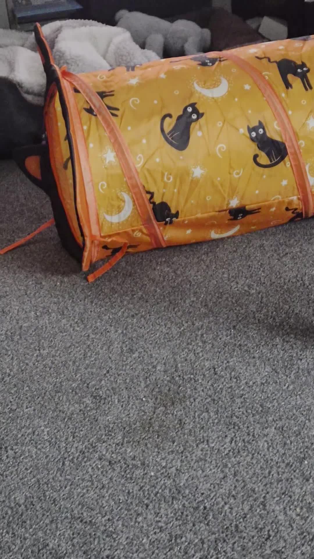 Mixed Breed cats for sale: 2 mixed breed siblings in Sunderland - Video 1