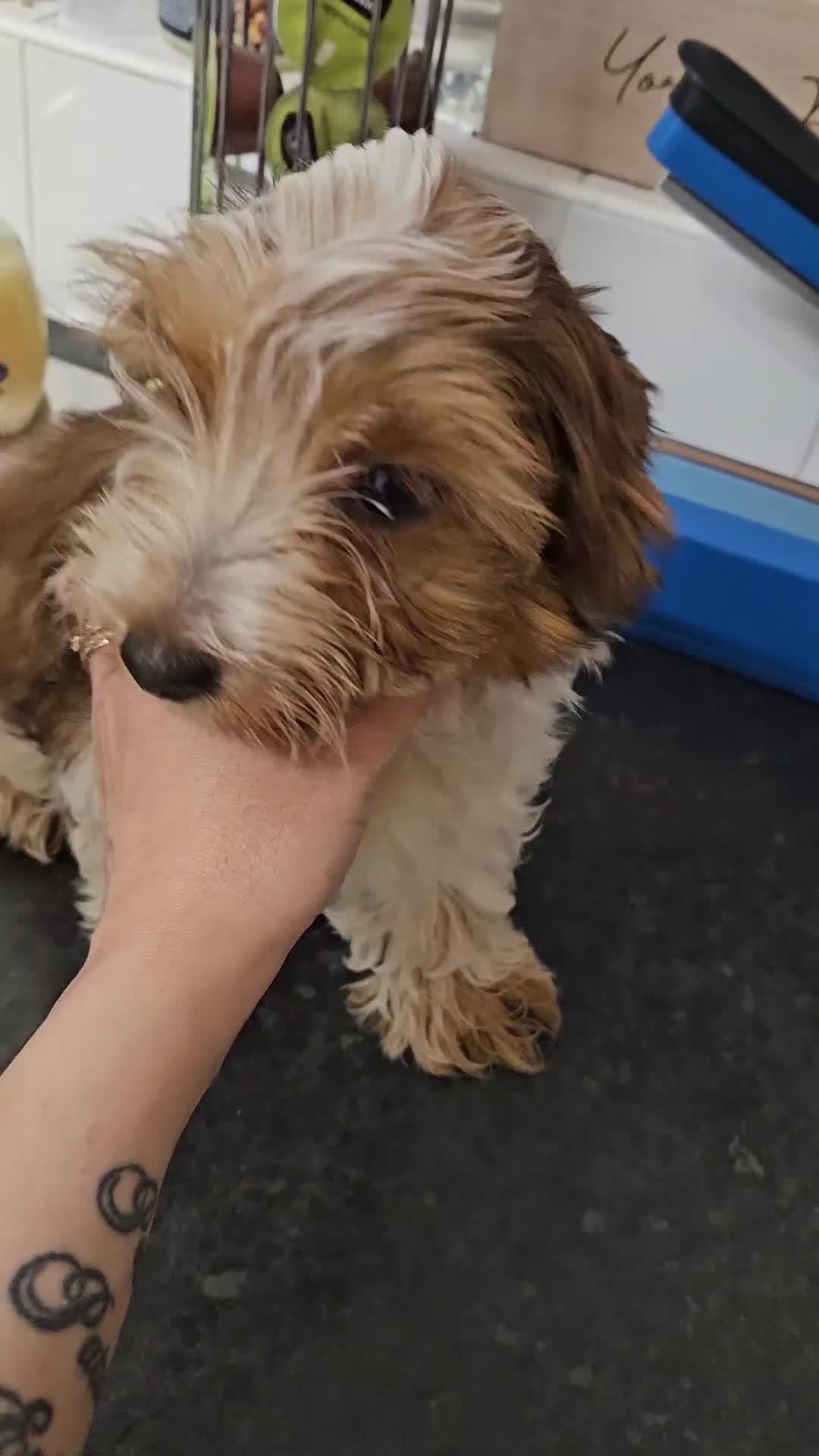 Yorkshire Terrier dogs for sale: DNA tested parents Biewer and Ocean Pearl puppies - Video 1
