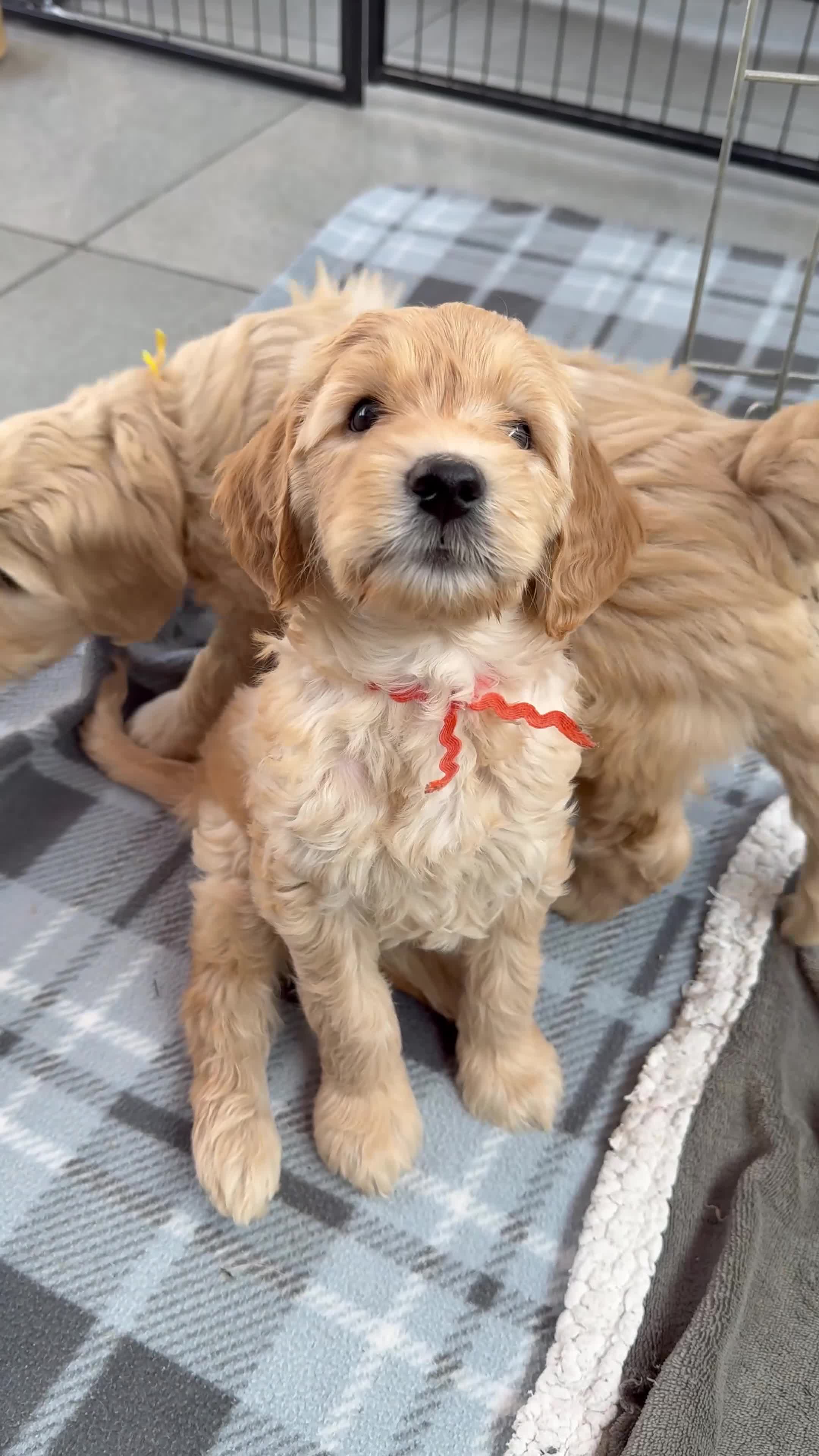 Mixed Breed dogs for sale: Multigeneration Cream/Apricot Double Labradoodles  - Video 1