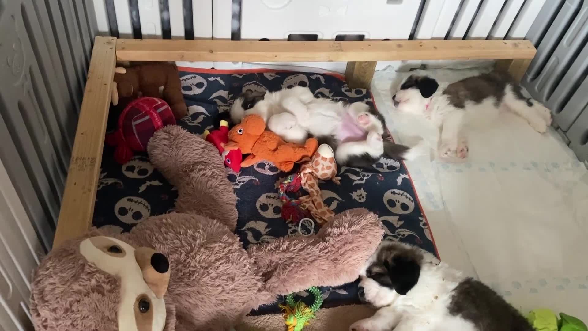 Saint Bernard dogs for sale: Gorgeous Saint Bernard puppies looking for homes - Video 4
