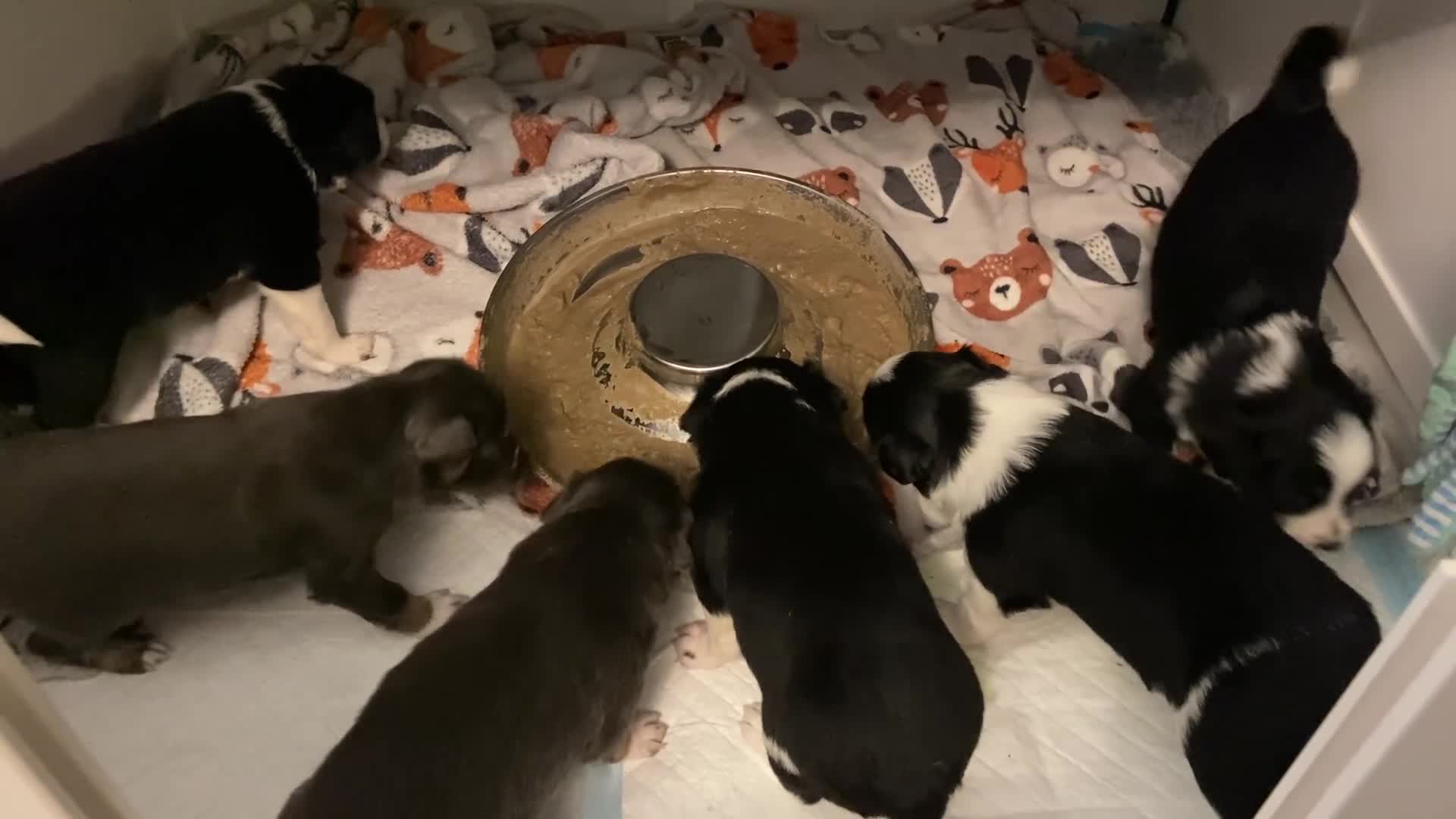 Border Collie dogs for sale: 6 quality healthy Border Collie, ready in Feb 26  - Video 1