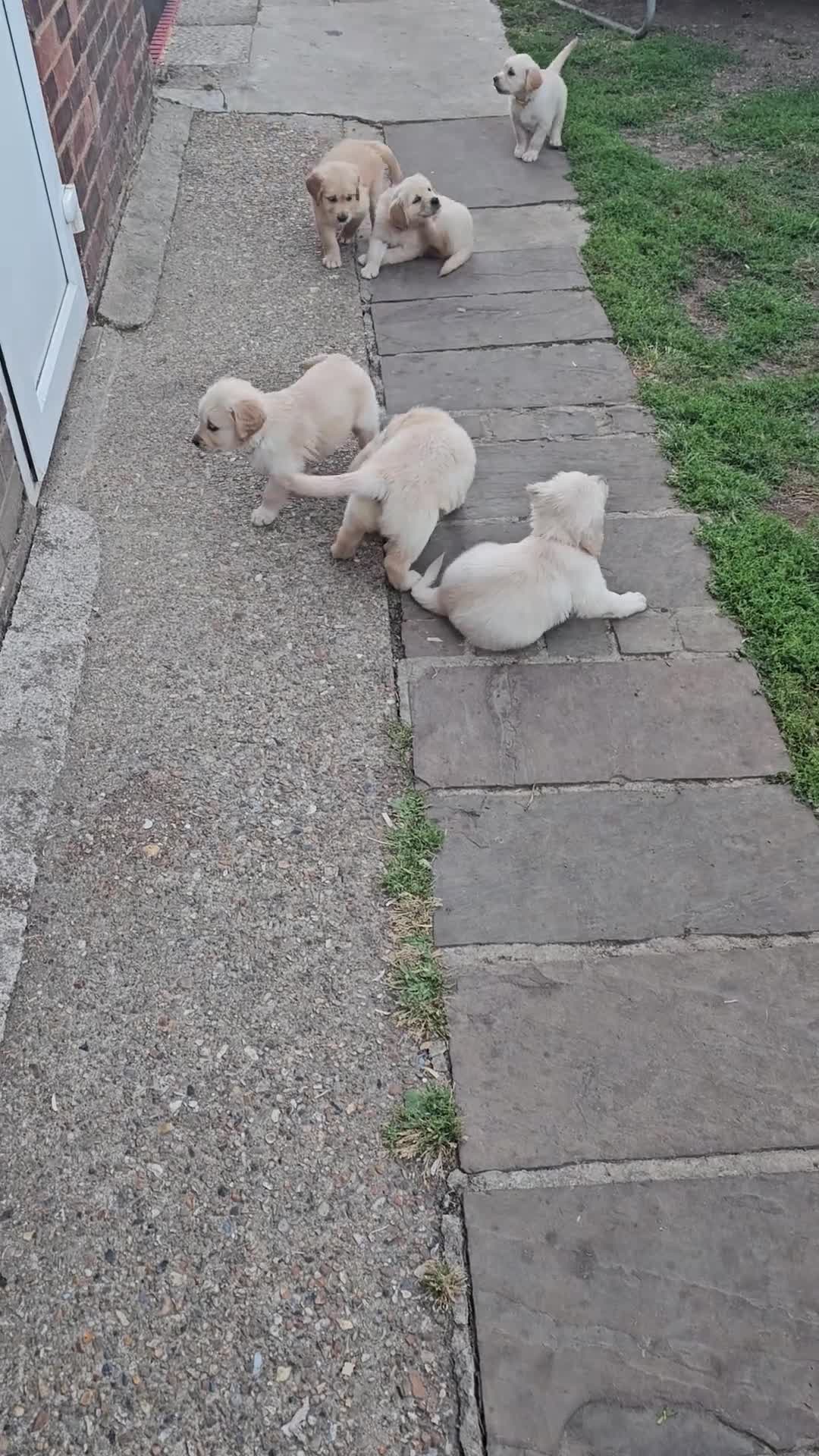 Golden Retriever dogs for sale: Golden Retriever puppys in Harrow London  - Video 3