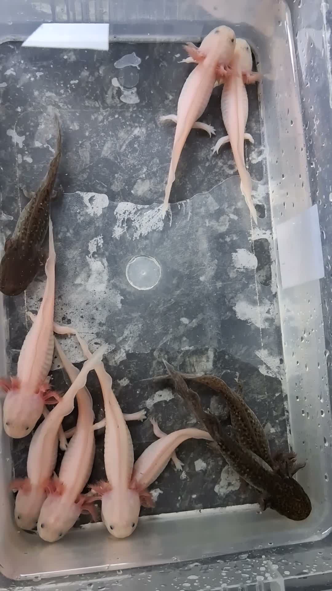 Axolotl reptiles for sale: Juvie Axolotls Asstd Colours - Pls read for prices - Video 2
