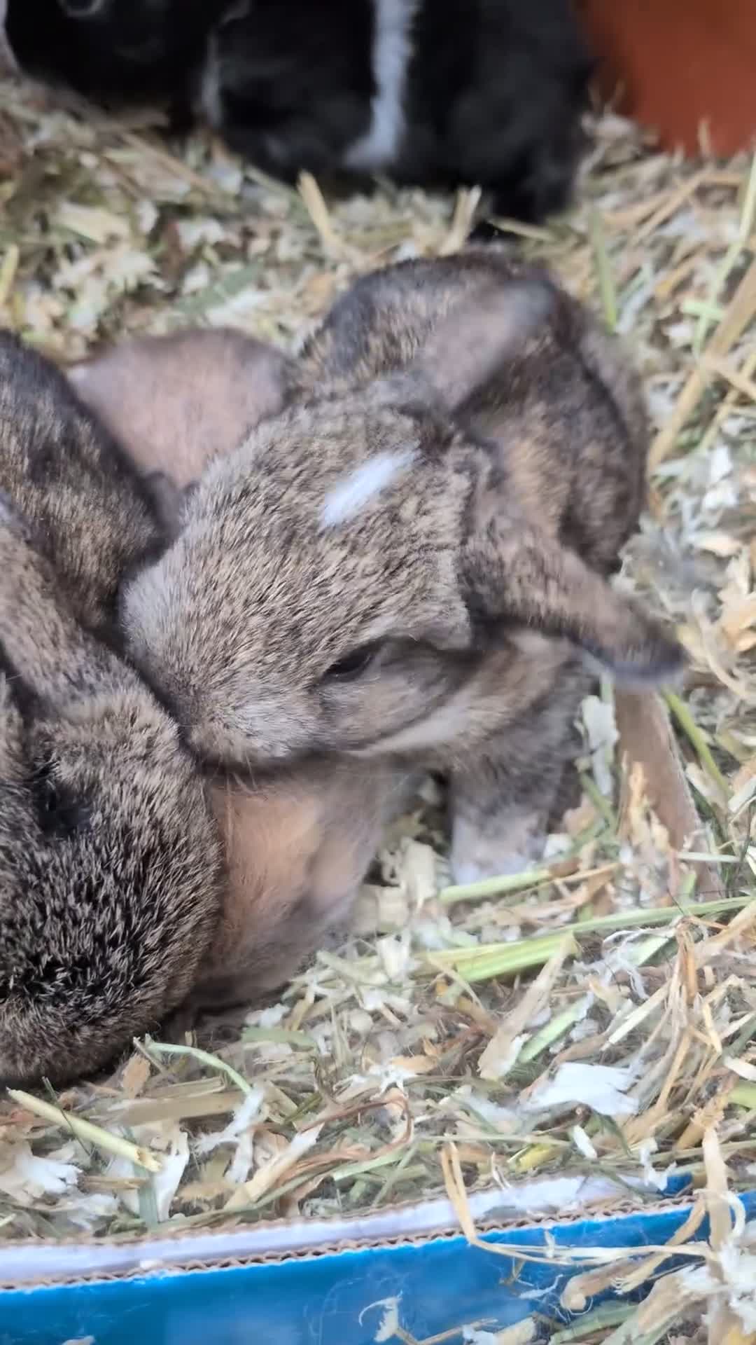 Mini Lop rabbits for sale: *Last one available* Mini Lops - Video 1