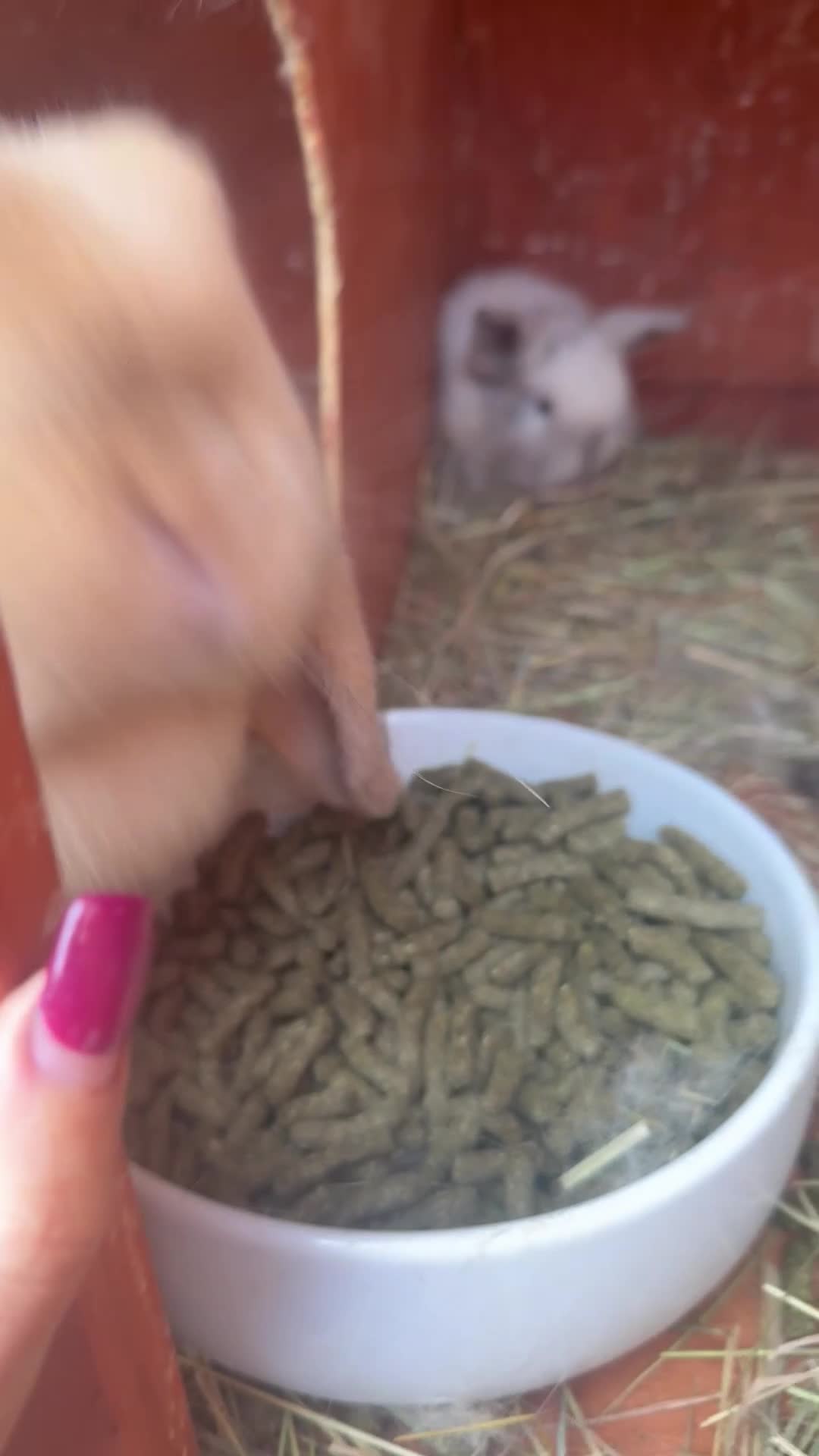 Dwarf Lop rabbits for sale: Dwalf lop babies for sale  - Video 2