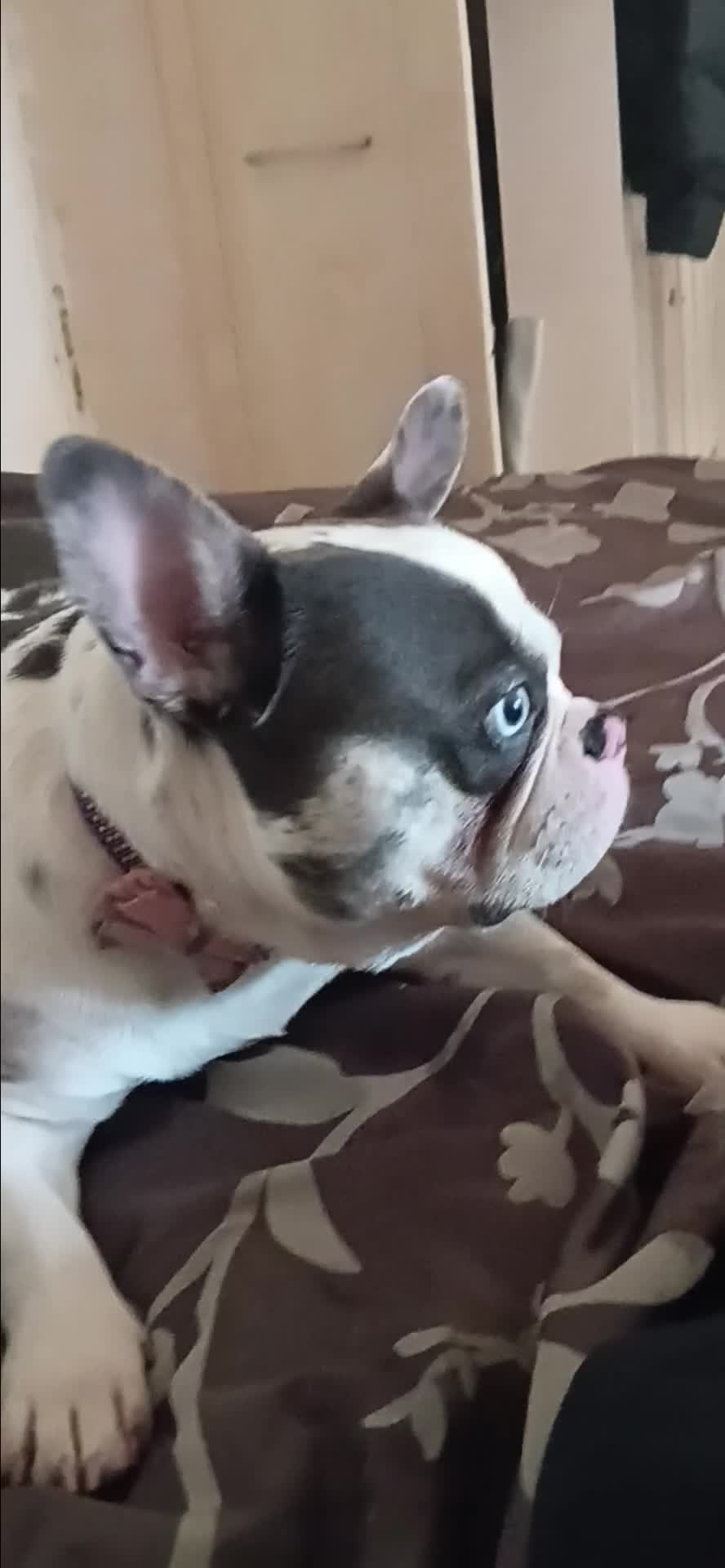 French Bulldog dogs for sale: UNIQUE 2 YEAR OLD MALE FRENCH BULLDOG (BLUE EYES)  - Video 2