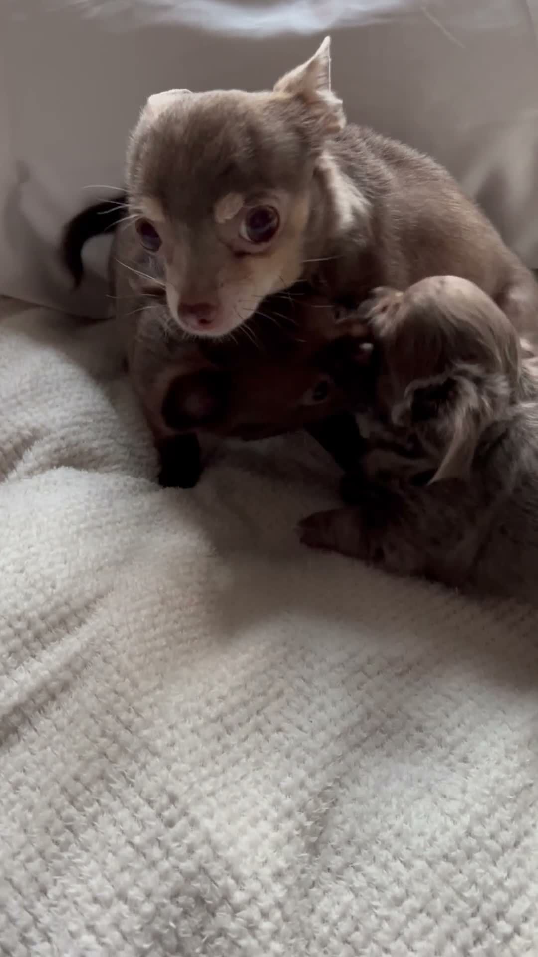 Chihuahua dogs for sale: Long-Haired Precious Tiny Chelsea Chihuahuas  - Video 3
